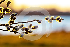 Spring Easter background with fluffy cats near the river during sunset