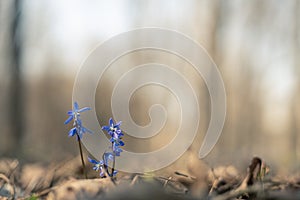 Spring and easter background. Snowdrops rising from the ground. First spring flowers blooming in a sunny day. New life, Revival