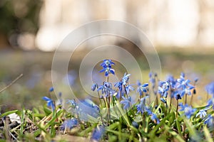 Spring and easter background with snowdrops rising from the ground. First spring flowers blooming in a sunny day. Shallow depth of