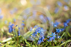 Spring and easter background with snowdrops rising from the ground. First spring flowers blooming in a sunny day. Shallow depth of