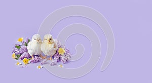 spring easter background. spring flowers and cute chicks on a lilac background. banner Free place