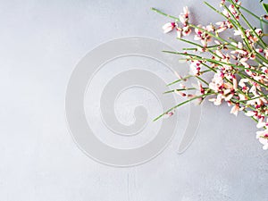 Spring easter broom floral minimal pastel color background