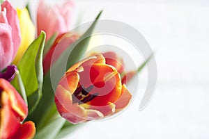 Spring easter colorful tulips on white vintage background
