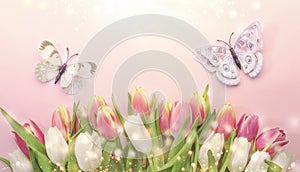 Spring Easter composition with pink tulips flowers and butterflies on pastel background. Valentine`s, Women`s, Mother`s Day