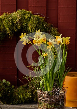 Spring easter compositionn with moss wreath and daffodils