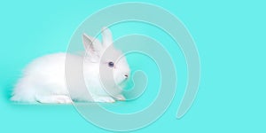 Spring and Easter concept image. Front view of one white bunny rabbit sitting on its paws, over a light blue mint