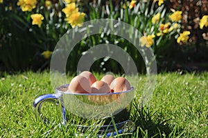 Spring - Easter egg cup (landscape)