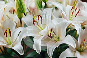 spring easter floral lilies background
