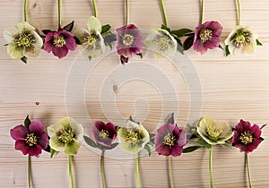 Spring easter flower frame vintage background with lenten rose flowers over light wood