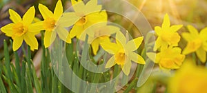 Spring easter flowers background banner panorama - Yellow fresh Wild daffodil  Narcissus pseudonarcissus  in garden, illuminated