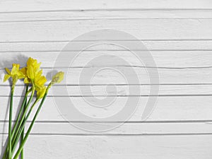 Spring or Easter styled stock photography with yellow daffodil flowers, Narcissus. Shabby old white wooden background, flat lay pi