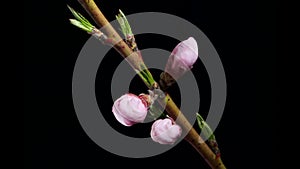 Spring easter time lapse - pink flowers of peach blossom on black background. Macro blooming nature view. Flowering