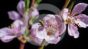 Spring easter time lapse - pink flowers of peach blossom on black background. Macro blooming nature view. Flowering