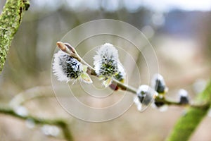 Spring and easter WILLOW CATS