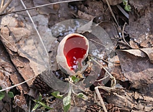 Spring edible mushroom - Sarcoscypha austriaca or Sarcoscypha coccinea