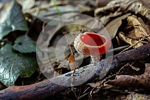 Spring edible red mushrooms Sarcoscypha grow in forest. close up. sarcoscypha austriaca or Sarcoscypha coccinea - mushrooms of