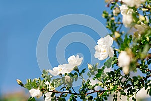 Spring eglantine bloom photo