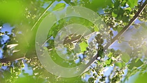 Spring elm tree branches with seeds