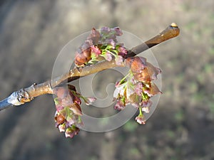 Spring. Elm twig with melting catkins