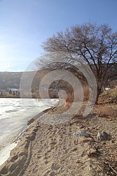 Spring and empty trees - frozen lake background with a large tree on the beach