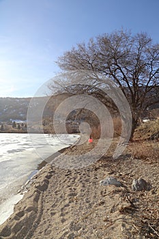 Spring and empty trees - frozen lake background with a large tree on the beach photo