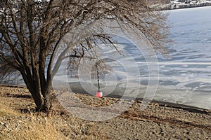 Spring and empty trees - frozen lake background with a large tree on the beach photo
