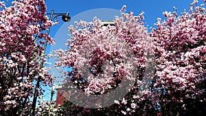 Spring enchantment, the awakening of pink flowers