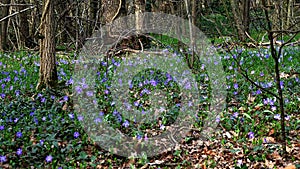 Spring enchantment, purple flowers in the woods