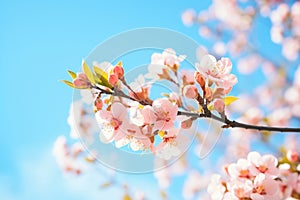 spring equinox blossoms against the clear blue sky