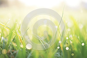 spring equinox morning dew on blades of grass