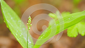 Spring in Europe. Fragrant thickets of delicate flowers. Lily of the valley in spring. Close up.