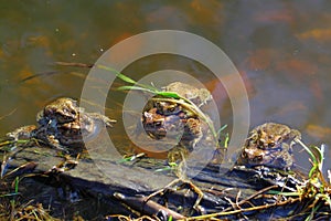 Spring excitation photo