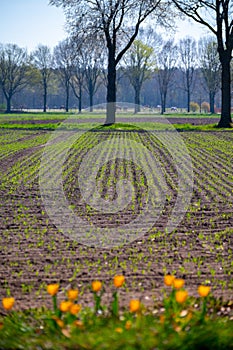 Spring farm field with young shoots if corn plants in sunne day