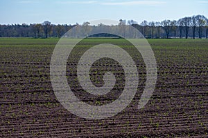 Spring farm field with young shoots if corn plants in sunne day