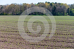 Spring farm field with young shoots if corn plants in sunne day