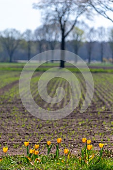 Spring farm field with young shoots if corn plants in sunne day