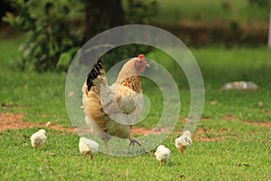 Spring at a farm - a hen with four chickens