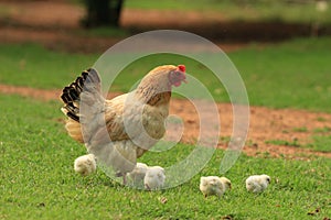 Spring at a farm - a hen with her chickens