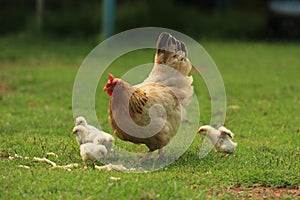 Spring at a farm - mother hen with her fluffy chickens