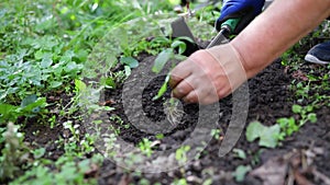 In the spring, farmer agronomist woman hand in blue gloves planting seedling growing step in garden background.