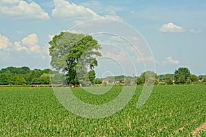Spring farmscape with young corn plants and trees photo