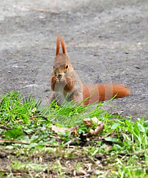 Feeding squirrel in the park