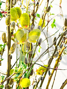 Spring feeling nature background with willow branches Pussy willow srpingtime background, selective focus