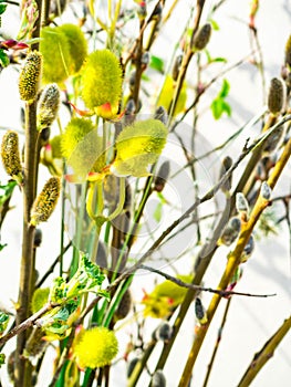 Spring feeling nature background with willow branches Pussy willow srpingtime background, selective focus