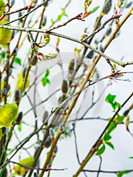 Spring feeling nature background with willow branches Pussy willow srpingtime background, selective focus