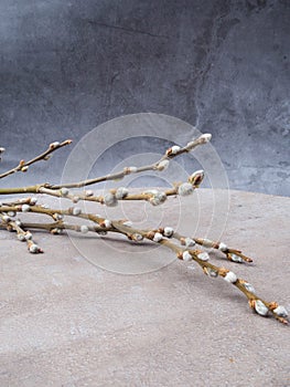 Spring feeling nature background with willow branches srpingtime background