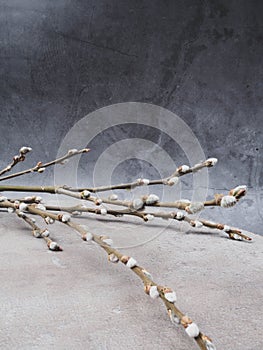 Spring feeling nature background with willow branches srpingtime background