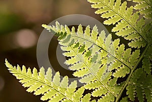 Spring Fern leaf in the forest