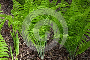 Spring Ferns with Fiddleheads Unfurling