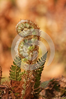 Ferns Polypodiopsida Cronquist 3